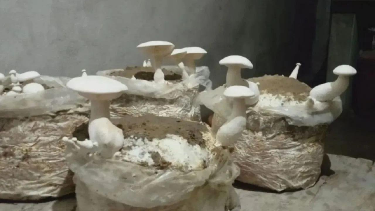  Mushroom Farming Hindi