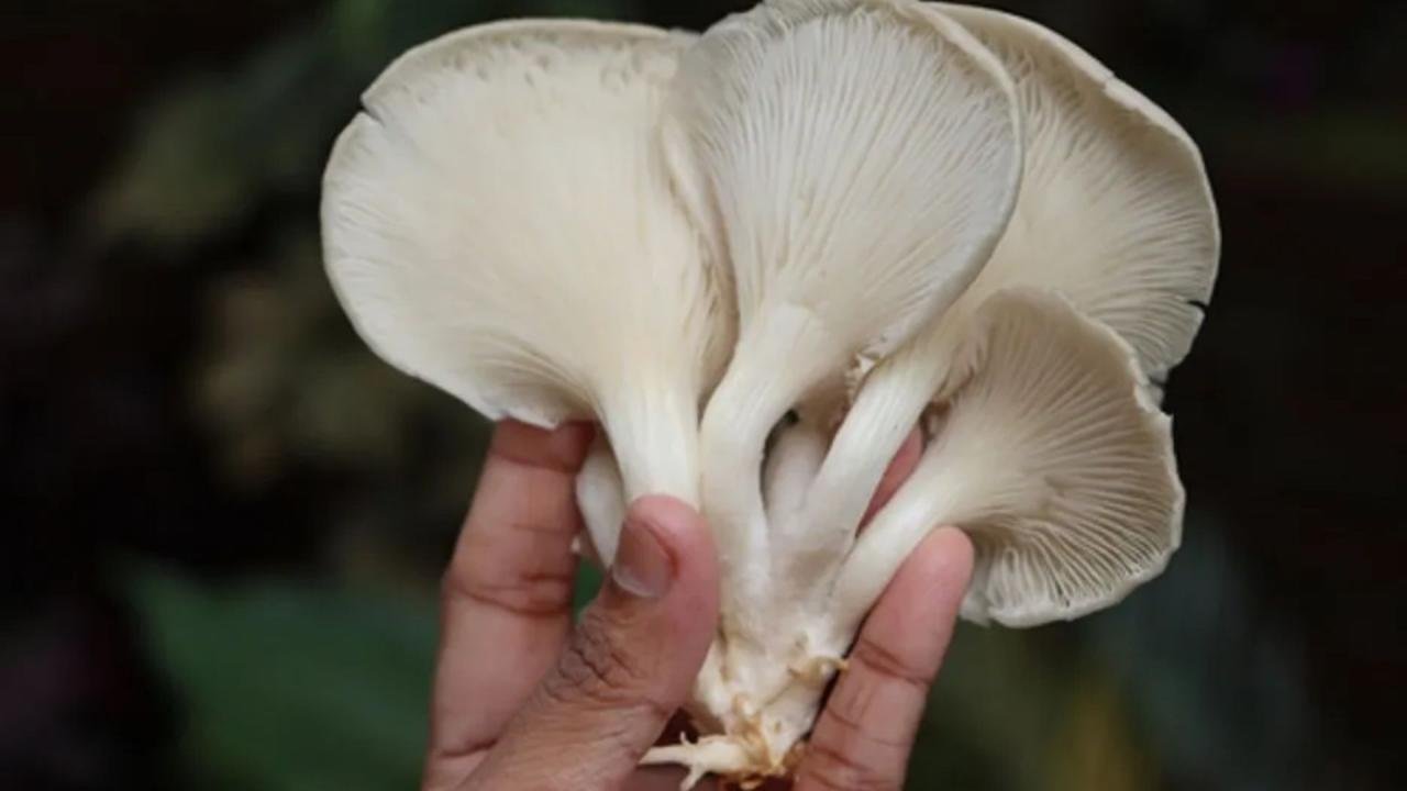  Mushroom Farming Hindi